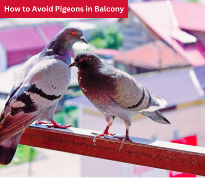How to avoid pigeons in balcony